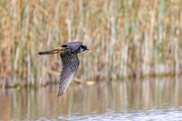 Eurasian Hobby is bird of prey