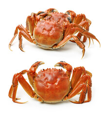 Cooked river crab isolated in white background