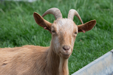 Portrait of a Golden Guernsey goat