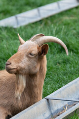 Fototapeta premium Portrait of a Golden Guernsey goat