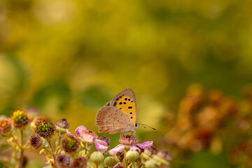 Spotted Copper butterfly (Lycaena phlaeas) on plant
