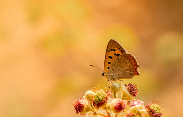 Spotted Copper butterfly (Lycaena phlaeas) on plant