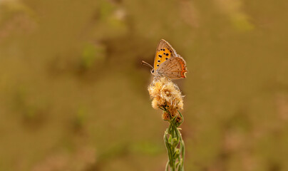 Spotted Copper butterfly (Lycaena phlaeas) on plant
