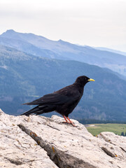 Gracchio alpino - Uccello nero alpi - Dolomiti