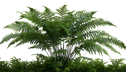 3d rendering of ferns tree isolated on white background. Generative AI.