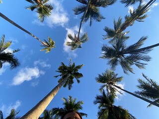 palm trees against blue sky © VynlyJhynn
