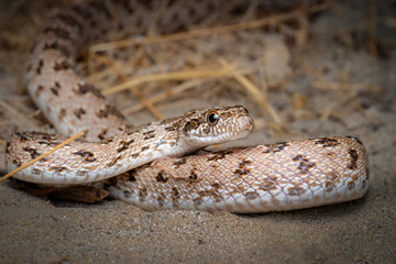 clifford's diadem snake, Spalerosophis diadema
