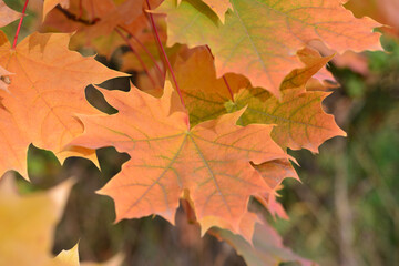 a close up of red maple leaves on the branch wallpaper