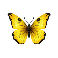 Fototapeta premium Vibrant Yellow Butterfly with Detailed Wings Isolated on White Background
