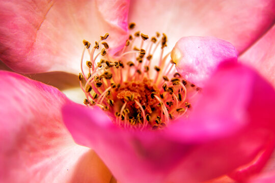 macro shot  of pink rose flower