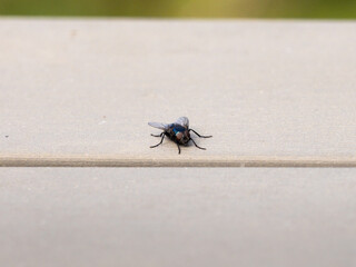 Housefly (Musca domestica) sitting on a sunny spot. Big insect in a garden in Germany. Wild animal...