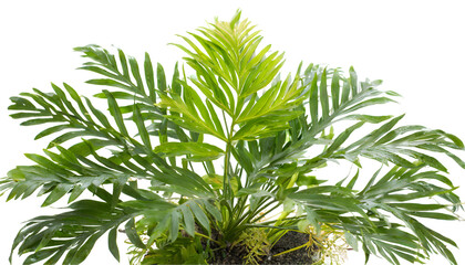 acrostichum aureum plant foreground isolated on white background. Generative AI.