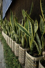 Maintained aloe vera plants for walls and exterior borders on roads or cafes