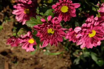 A close-up shot of a cluster of vibrant pink chrysanthemums in full bloom. The flowers have a deep, rich color with yellow centers. The petals are tightly packed and slightly ruffled.