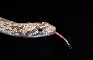 clifford's diadem snake, Spalerosophis diadema