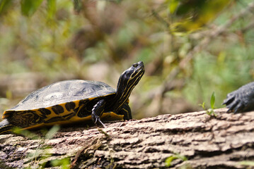river cooter (Pseudemys concinna)