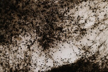 Sample of bacteria culture as background, macro view