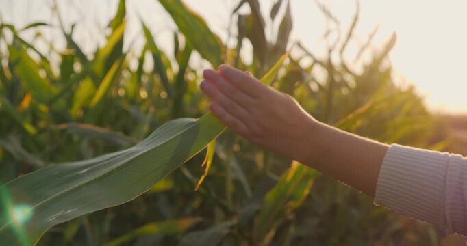 Farmer's hand gently touches corn leaves while walking along a cornfield at sunset.