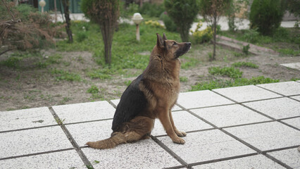 German Shepherd Dog Sitting in the Park