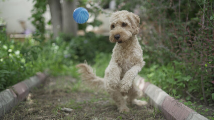 Poodle playing in the Park