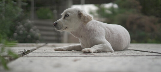 Obraz premium Spitz Dog Sitting on the Ground in Park