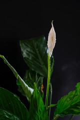 Peace Lily or Spathiphyllum flower against a black background. Water drops after spraying. House Plant Care. Shallow depth of field. Dark photo.