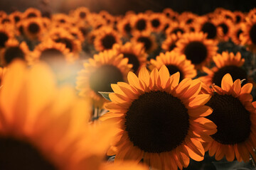 夕日を背に咲くひまわり