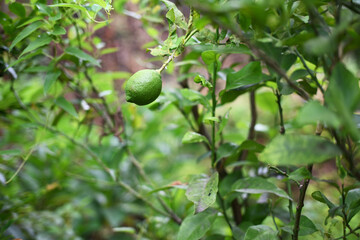 かわいい緑色のレモンの実