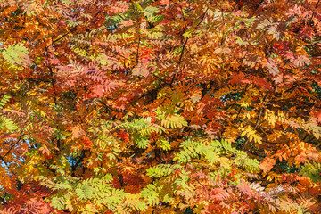 Rowanberry tree branches in the city park.