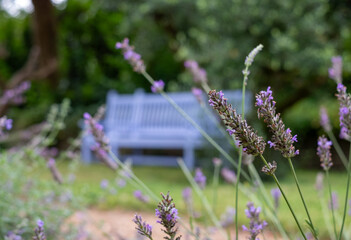 Garden bench painted in periwinkle indigo blue colour. Lavender flowers in the foreground....