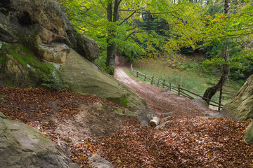 Rustic Forest Lane. Autumn Forest Path