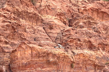 Goats in the area of Wadi Musa, Petra, Jordan