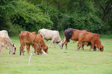 A herd of cows is grazing in a green meadow.