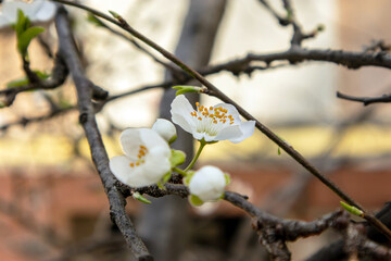 white  blossom tree in spring