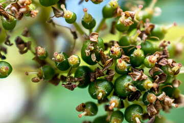 macro view of flower buds of the plant