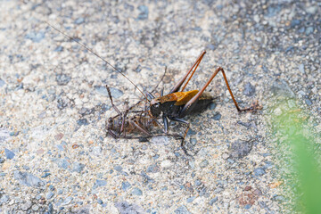 カミキリ虫を食べるヒメギス