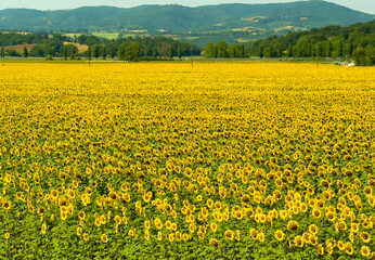 Sunflower field