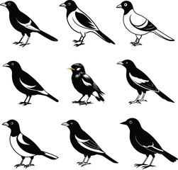 Myna silhouette Bird Set Vector