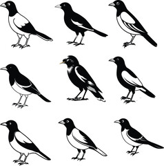 Myna silhouette Bird Set Vector
