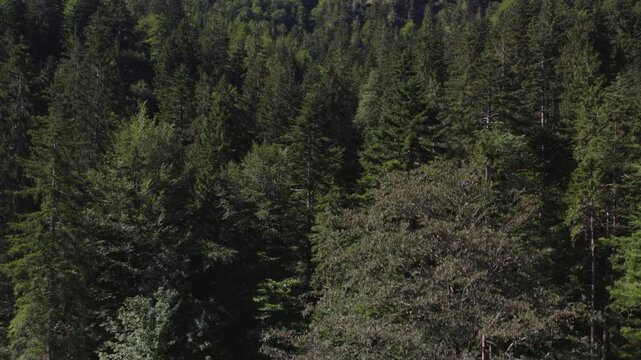 forest in the mountains in Bavaria