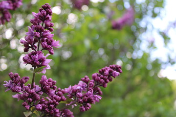 Fototapeta premium lilac flowers in the park
