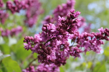 Obraz premium Delicate lilac with emerald leaves in purple tones and green elements on the background