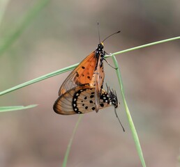 two acraea igola butterflies during mating on a grass twig