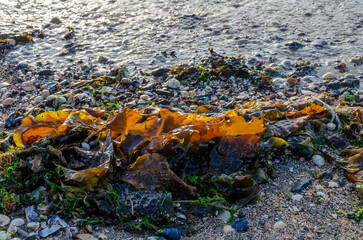 Sugar Kelp lying on the beach at Seapark County Down Northern Ireland as the tide is coming in