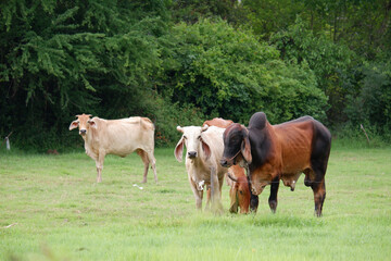 Fototapeta premium A herd of cows is grazing in a green meadow.