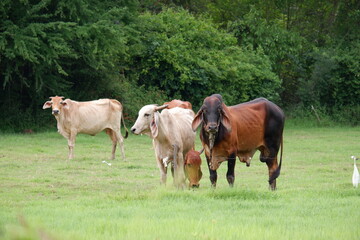 A herd of cows is grazing in a green meadow.