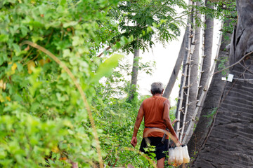An old man is climbing a palm tree to collect fresh palm sugar to make palm sugar.