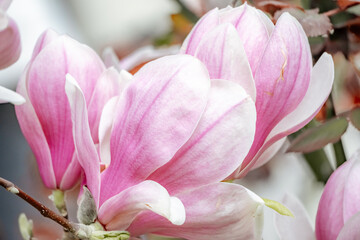 Magnolia Sulanjana flowers with petals in the spring season. beautiful pink magnolia flowers in spring, selective focusing.
