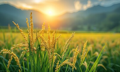 A paddy field landscape with ripening crops under autumn sunlight, showcasing a bountiful harvest.