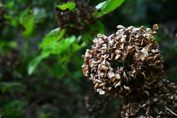 かっこいい枯れた紫陽花
